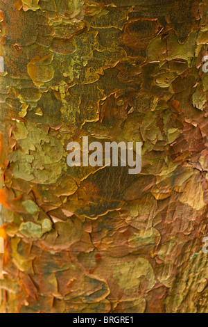 Gros plan de l'écorce de l'écaillage de l'écorce de papier érable (Acer griseum) à l'automne en UK Banque D'Images