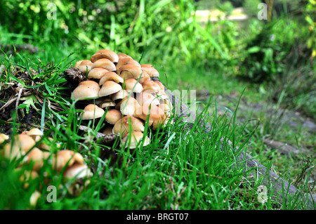 Touffe de soufre champignons poussant sur le sol Banque D'Images