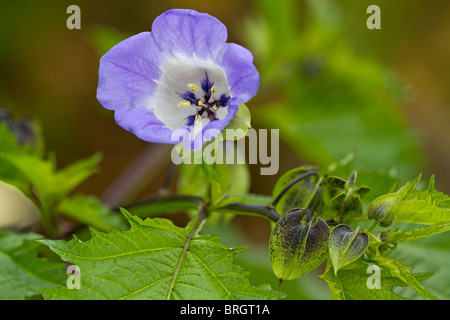 Lavande et fleurs blanches de la Shoo Fly Nicandra physalodes (Usine) en fleurs à l'automne en UK Banque D'Images