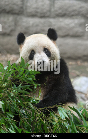 Panda géant Ailuropoda melanoleauca assis dans un tas de pousses de bambou de manger avec un contact visuel direct Banque D'Images