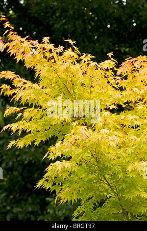 Branches de l'Acer palmatum 'Senkaki' au début de l'automne au Royaume-Uni Banque D'Images