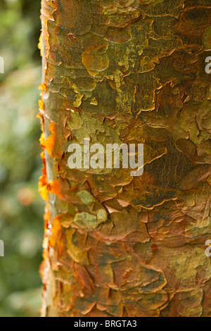 Gros plan de l'écorce de l'écaillage de l'écorce de papier érable (Acer griseum) à l'automne en UK Banque D'Images