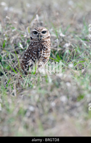 Un hibou qui monte la garde à l'entrée du nid Banque D'Images