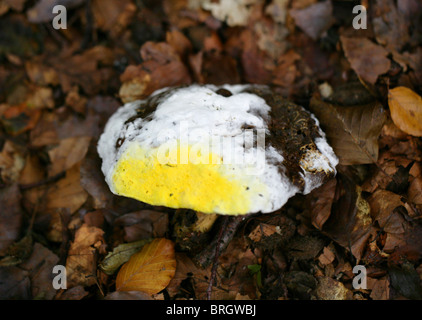 Bolet, Moule, chrysospermus Hypocreaceae Hypomyces sur Croissant-Rouge Boletus Boletus chrysenteron fissurés, des Boletaceae. Banque D'Images