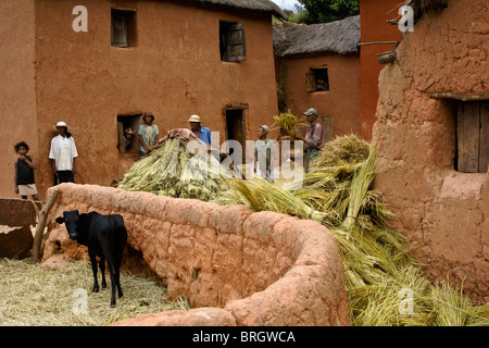 Peuple malgache le battage du riz dans maison familiale, Madagascar Banque D'Images