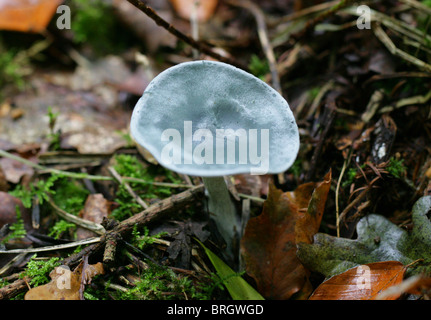 Les anis Anis, bleu-vert ou de l'entonnoir, Clitocybe odora Clitocybe Tricholomataceae, Banque D'Images