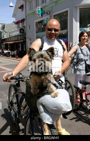 Homme avec chien équitation dans panier à vélo