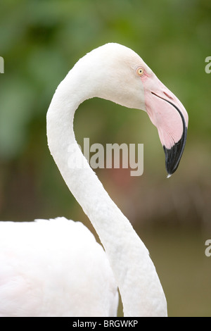 Flamant rose (Phoenicopterus roseus). Portrait. Banque D'Images