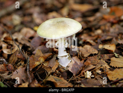 Champignon Deathcap, Amanita phalloides, Amanitaceae Banque D'Images