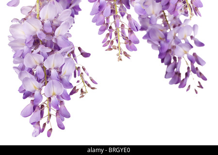 Belles fleurs de glycine isolé sur fond blanc Banque D'Images
