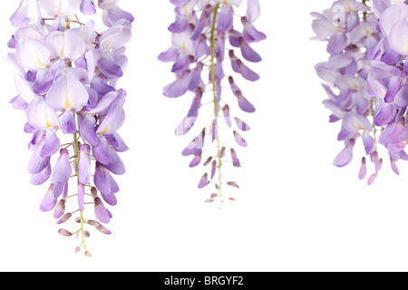 Gros plan sur les fleurs de glycines isolé sur fond blanc Banque D'Images