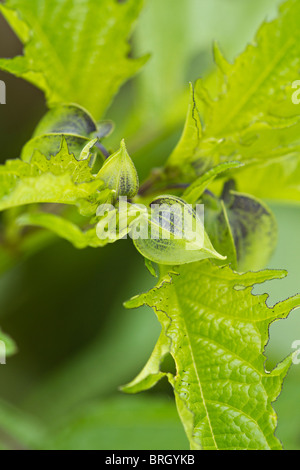 Tacheté de noir les calices du Shoo Fly Nicandra physalodes (plante) à l'automne en UK Banque D'Images
