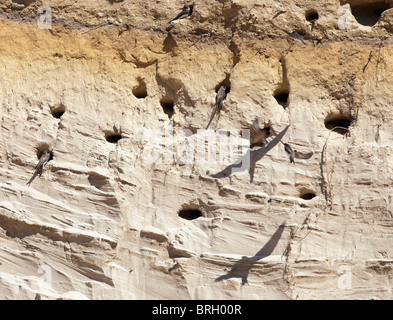 Sable Martin ( Riparia Riparia ) avalez le site de nidification sur un mur de sable , Finlande Banque D'Images