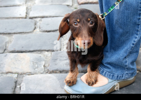 Chiot teckel poil - fil Banque D'Images