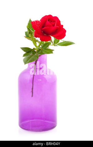 Rose rouge coloré en violet vase en verre Banque D'Images