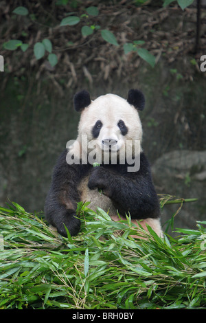 Panda géant Ailuropoda melanoleauca assis dans un tas de pousses de bambou de manger avec un contact visuel direct Banque D'Images