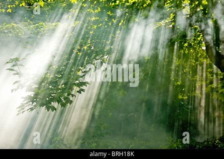 Beau Soleil à travers des arbres à venir avec brouillard feu de camp Banque D'Images