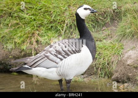 Bernache nonnette (Branta leucopsis). Des profils, de profil. Banque D'Images