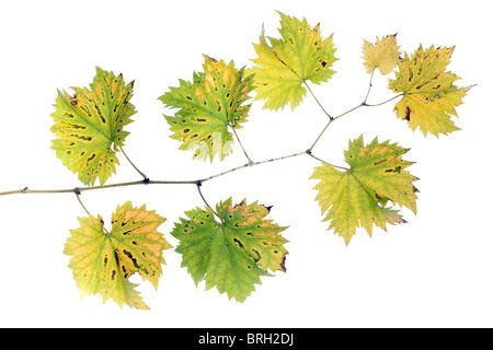 Direction générale de la vigne automne isolé sur fond blanc Banque D'Images