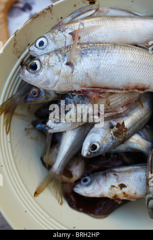 ©John Angerson Gabriel David prépare des pâtes con le sarde. Banque D'Images