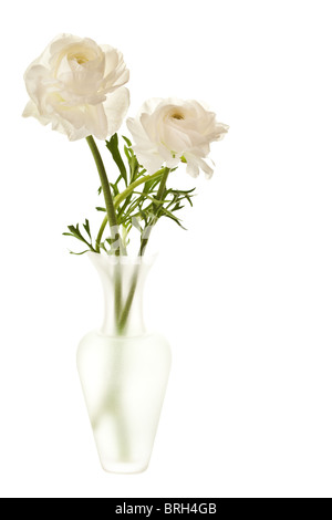 Ranunculus blanc en vase isolé sur fond blanc Banque D'Images