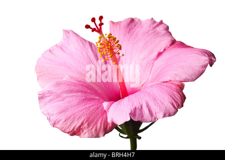 Hibiscus rose isolé sur fond blanc. Nettoyer fond blanc, pur- Pas de gris ! Banque D'Images