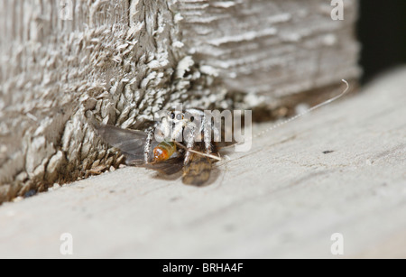 Zebra Thomisidae tuant et se nourrissent d'une Caddis Fly Banque D'Images