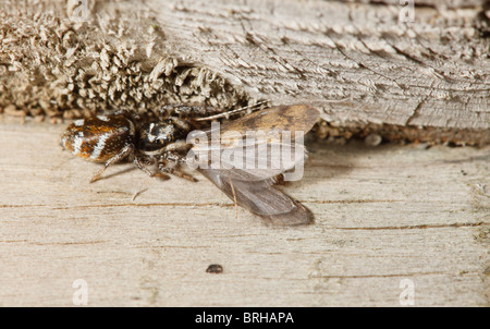 Zebra Thomisidae tuant et se nourrissent d'une Caddis Fly Banque D'Images