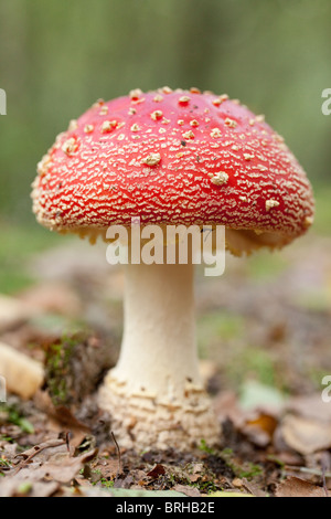 Agaric Fly. L'automne 2010, Herperduin, Herpen, aux Pays-Bas. Banque D'Images