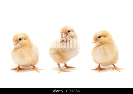 Poussins isolé sur blanc - Set de 3 jolies jeunes poulets (Buff Orpington) Banque D'Images