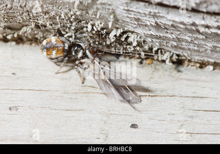 Zebra Thomisidae tuant et se nourrissent d'une Caddis Fly Banque D'Images