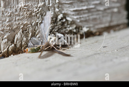 Zebra Thomisidae tuant et se nourrissent d'une Caddis Fly Banque D'Images