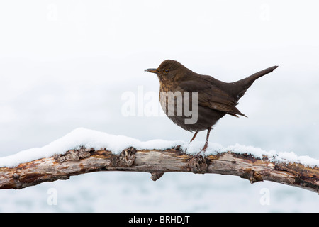 Merle noir femelle on Snowy Branch Banque D'Images