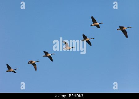 Volée d'Outardes Flying Banque D'Images