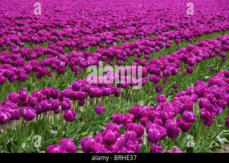 Tulip Farm, Skagit Valley, Washington, USA Banque D'Images