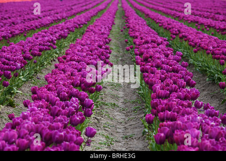 Tulip Farm, Skagit Valley, Washington, USA Banque D'Images