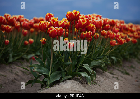 Tulip Farm, Skagit Valley, Washington, USA Banque D'Images