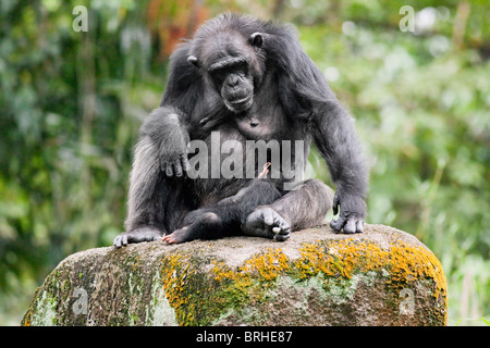 Portrait d'un chimpanzé et de l'enfant Banque D'Images