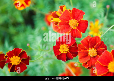 Marigold, Tagetes africain rouge Banque D'Images