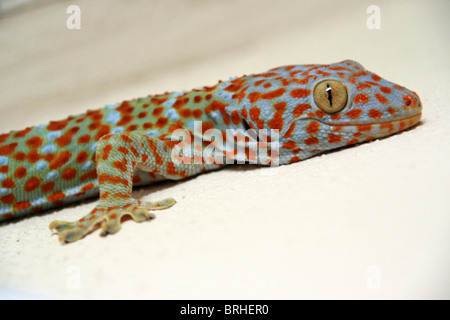 Un gecko Tokay dans une maison en Thailande Banque D'Images