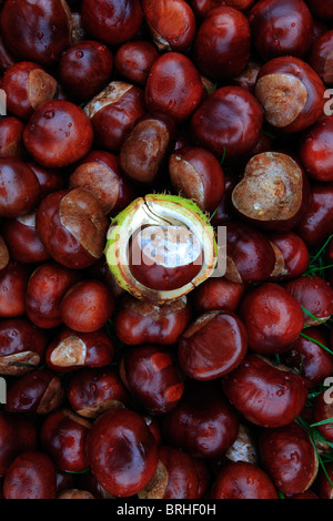 Close Up de l'automne de Conkers un Marronnier Aesculus hippocastanum Banque D'Images