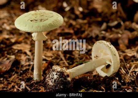 La mort (champignon Amanita phalloides) Banque D'Images