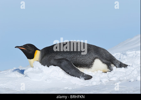 Manchot Empereur, Snow Hill Island, Antarctic Peninsula Banque D'Images