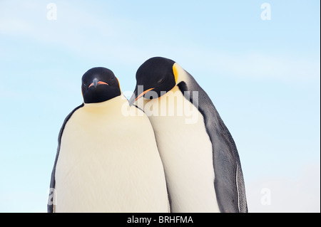 Manchots empereurs, Snow Hill Island, Antarctic Peninsula Banque D'Images