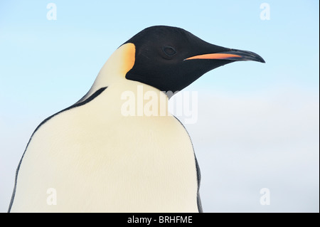 Manchot Empereur, Snow Hill Island, Antarctic Peninsula Banque D'Images