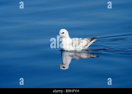 Le Fulmar boréal, la baie de Disko, Ilulissat, Ilulissat, Groenland. Banque D'Images