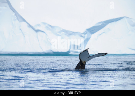 Baleine à bosse, la baie de Disko, Ilulissat, Ilulissat, Groenland. Banque D'Images