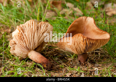 Bruant Milkcap (champignons Lactarius rufus) Banque D'Images