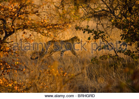 Un léopard de promenades à travers les hautes herbes au lever du soleil. Banque D'Images