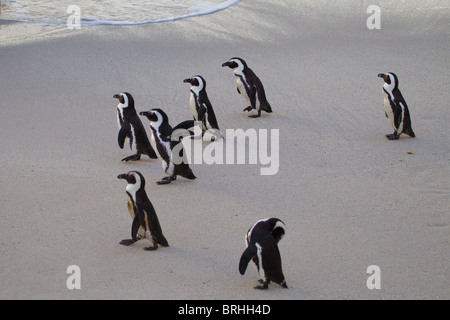 L'Afrique ou Jackass (Spheniscus demersus) Banque D'Images